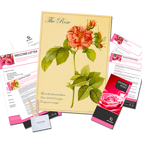 Have a Rose Named After You | Prices From £20.00